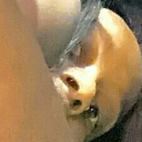 ivythepuppy Nackt